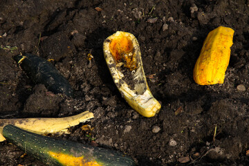 Over-ripe and rotten zucchini are scattered on the ground in the garden.