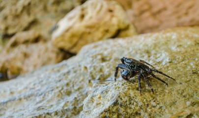Sea crab on a crawling rock 