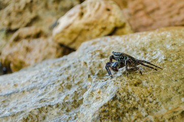 Sea crab on a crawling rock 