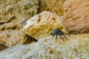 Sea crab on a crawling rock 