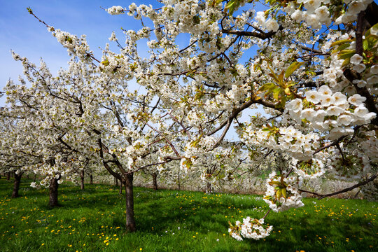 Kirschbl&uuml;te in Obereggenen im Markgr&auml;flerland
