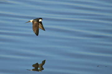 Common House Martin (Delichon urbicum), adult flying over water surface, Lleida, Spain