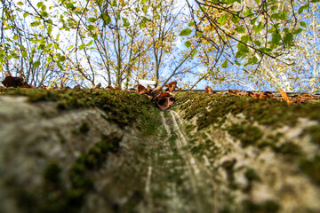 Dry fallen leaves and overgrown green moss on the old sloping slate roof in autumn.