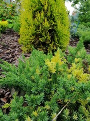Juniperus chinensis Expansa Variegata with yellow and green needles on a mulched pine bark bed on the background of yellow thuja and other coniferous plants. flower Wallpaper