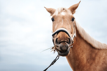 Naklejka premium Close up portrait of brown horse eating grass and looking at camera against sky background