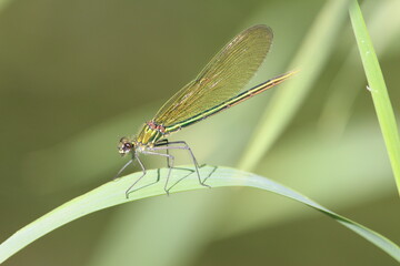 close up of a dragonfly