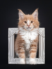 Majestic creme white Maine Coon cat kitten, standing through white photo frame. Looking to camera. Isolated on black background.
