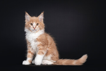 Obraz premium Majestic creme white Maine Coon cat kitten, sitting side ways. Looking to lens. Isolated on black background.