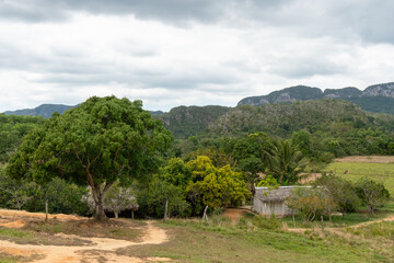 Fototapeta na wymiar landscape with trees Viñales, Cuba