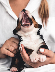Bernese mountain dog puppy in female hands, care for animals, newborns