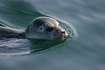 Common Seal (Phoca vitulina) portrait of adult swimming on water surface, North Sea, Germany