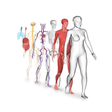 Human anatomy with the body systems: Muscular System, Skeletal System, Cardiovascular System, Nervous System, Digestive System and Respiratory System. 3d illustration on white background