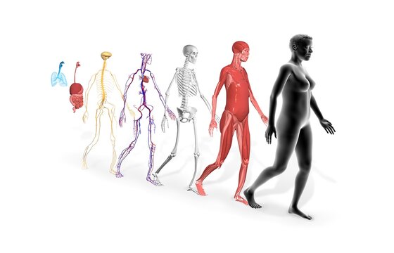 Human body systems: Muscular System, Skeletal System, Cardiovascular System, Nervous System, Digestive System and Respiratory System. Anatomy 3d illustration on white background