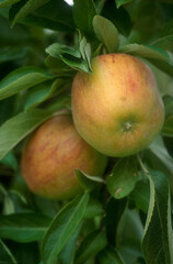 Pomme