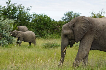 Naklejka na ściany i meble Elefantenherde im Kruger Nationalpark