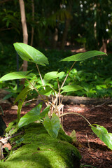 Sydney Australia, sunlight on leaves of a butterfly leaf plant growing in the forest undergrowth 