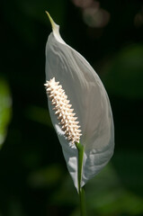 Sydney Australia, white flower of Spathiphyllum cochlearispathum or peace lily in sunshine with blurred dark background