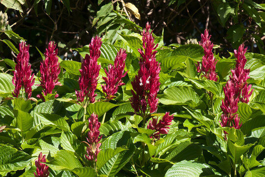 Sydney Australia, garden of red flowering celosia