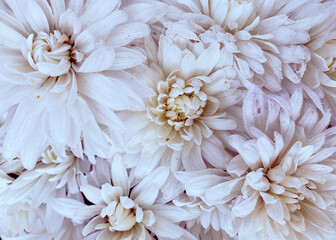 Fototapeta na wymiar Delicate background of chrysanthemums in purple-beige tones