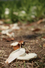 바닥에 하얀 백목련 꽃잎이 하트 모양으로 떨어져 있다