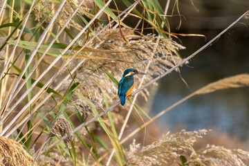 Martin-pêcheur d'Europe (Alcedo atthis) dans un ruisseau près de la Conque à Mèze dans le département  l'Hérault en région Occitanie