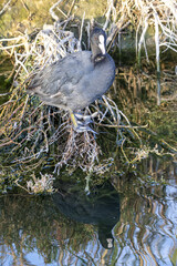 Foulque macroule (Fulica atra) dans un ruisseau près de la Conque à Mèze dans l'Hérault -...