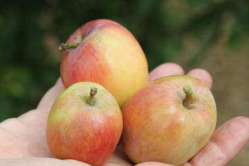 Pomme