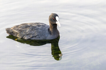 Foulque macroule (Fulica atra) dans un ruisseau près de la Conque à Mèze dans l'Hérault - région Occitanie