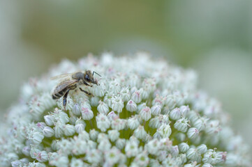 Bee on a white onion flower macro, pollinating a flower