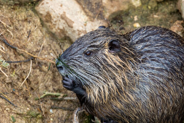 Ragondin (Myocastor coypus) dans ruisseau près de la Conque à Mèze dans l'Hérault en région Occitanie
