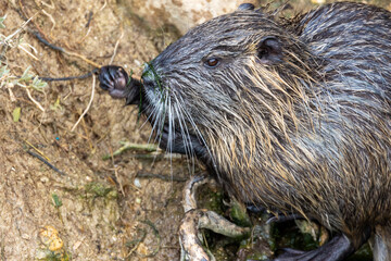 Ragondin (Myocastor coypus) dans ruisseau près de la Conque à Mèze dans l'Hérault en région...