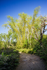 Fototapeta premium Giant bamboo tree on Reunion Island