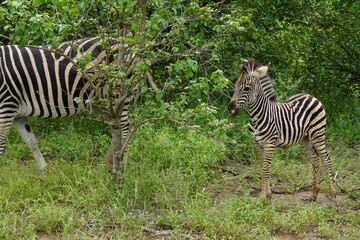 Fototapeta na wymiar Zebras im Kruger Nationalpark
