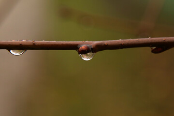 a drop of water hanging from a tree branch