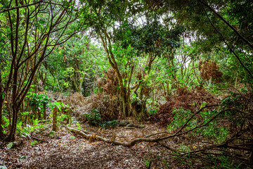 Tropical forest of Reunion Island