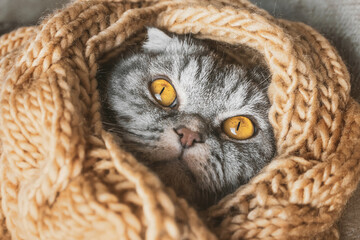 The gray Scottish fold cat sleeps wrapped in a warm beige scarf. Cozy cute warm home concept with a pet.
