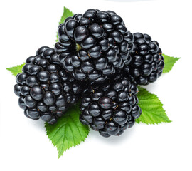 Blackberries with blackberry leaves isolated on a white.