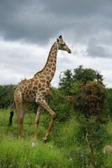 Naklejka na ściany i meble Giraffe im Kruger Nationalpark