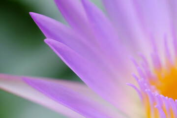 macro petal of purple lotus