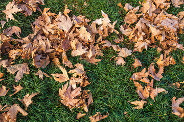 Autumn background, fallen leaves of sycamore tree on green grass
