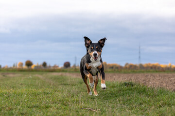 appenzeller dog running very fast through the countryside