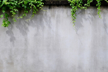 aged street white concrete wall with ivy plant, natural background
