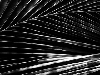 black and white coconut leaf with light and shadow