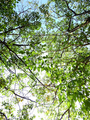 tree of spring season, green leaf on branch with sunlight
