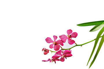 Beautiful bunch of pink orchid isolated on white background.