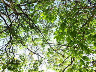 tree of spring season, green leaf on branch with sunlight
