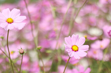 Beautiful cosmos flower blooming in the garden with pink blurred background.