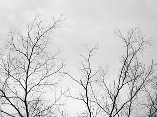 branch of tree silhouette black and white style