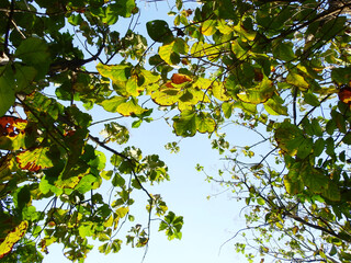 teak tree with autumn leaf in garden