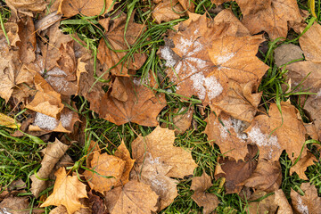 Autumn withered leaves covered with the first frost and snow.